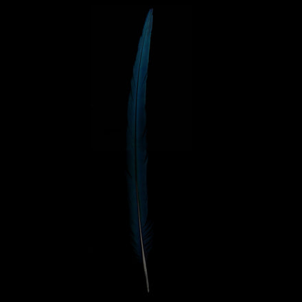 [BLUE MOTHER'S PLUME]